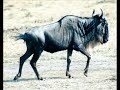 Flanders And Swann - The Gnu Song Flanders And Swann - The Gnu Song