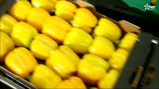 تتويج المغرب بالجائزة الذهبية لبرنامج التنمية الزراعية الإفريقية يجسد العناية الملكية السامية