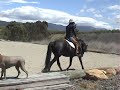 PRE ANDALUSIAN black 2000 MARE DRESSAGE movement BLACK