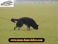 SCHUTZHUND BUFFY IMZEDRIFTS