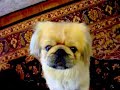 My pekingese is a true cookie monster.