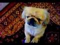 Pekingese video