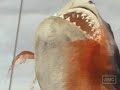 The better ending to the movie! NOTE: 0:25 looks really fake!!!!! ... Jaws The Revenge Original Uncut Ending Better Movie Note 0:25 Looks Really Fake AAEJZ 