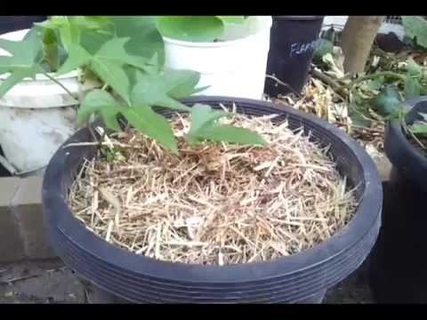 how to grow a sweet potato vine in a jar