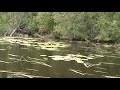 Sights and Sounds of the BWCA