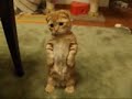 Cupcake The Adorable Kitten