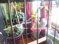 Ringneck Parakeets, Sunny and Cher Ringneck Parakeets, Sunny and Cher