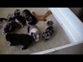 Click here to watch this video Mattie/Seger pups 18 days old