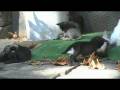 videos de Compilatie - Reis Oost-Europa 2008