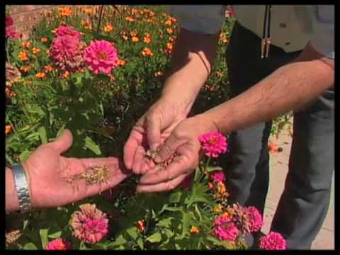 how to harvest geranium seeds