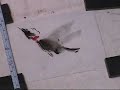 A Humming Bird with beak in the red flower ACEO A Humming Bird with beak in the red flower ACEO