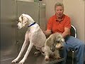 2008 Animal Hall of Fame - Hero