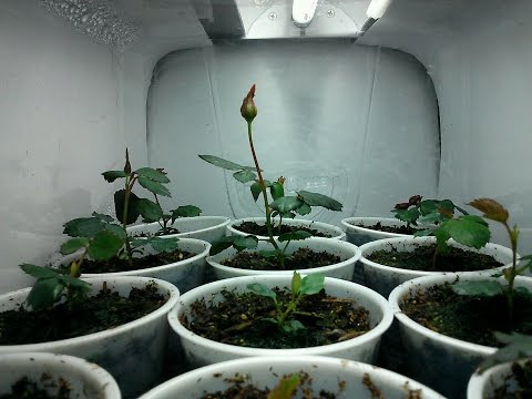 how to grow roses from a seed