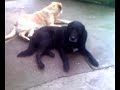 Cane e Gatto!!! (3° Parte) Cane e Gatto!!! (3° Parte)