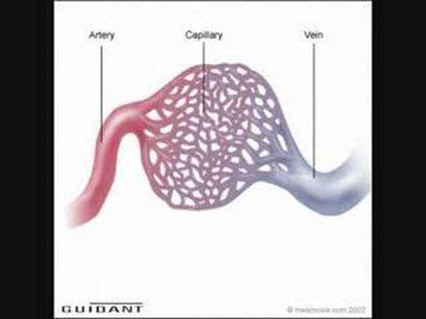 Circulatory System Vid