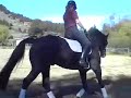 Pik's Premier Dessage Horse For Sale ridden by Jill Carabelas.mp4