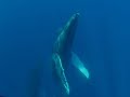 Humpback Whale