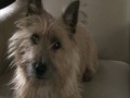 2010-02-16 | Buddie the Norwich Terrier ~> My 1 year old Norwich Buddie making one of his YT debuts. Had to get something up for a few friends who wanted to see him. (<span>1:)