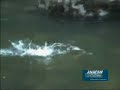 Pescando sabalos en el r�o Bidasoa