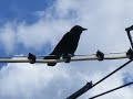 Two Birds