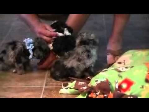www.KingdomDogs.com