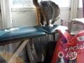 Georgie cat chases a chipmunk
