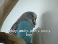 Johnny the talking budgie #1.