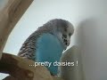 Johnny the talking budgie #1.