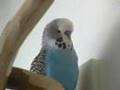 Johnny the talking budgie #1.