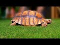 tartaruga pircher it`s my nature   