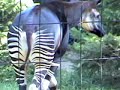 this strange animal looks like a zebra, horse, giraffe hybrid. it is an okapi

the okapi (okapia johnstoni) is little known because it was one of the most recently discovered of all large mammals - not discovered until the 20th century. the okapi's closet relative is actually the giraffe.

their shape is similar to that of a giraffe, but with a shorter neck.  it has a long, flexible tongue. the tongue is so long that the animal can washits eyelids and ears. 

they are big  over 8 feet long and can stand up to 6.5 feet high. 

they are also called the african unicorn. when first discovered they were thought to be  donkey or a forest zebra. 

they are forest animals living in the african congo.