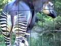 Strange Zebra Horse Giraffe Cross bred Okapi