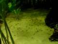 Blue Acara offspring / Blaupunktbuntbarsch Nachwuchs [3/6]