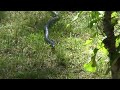 second video of a black rat snake found at the dugas cottage on big rideau lake, ontario.