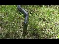 second video of a black rat snake found at the dugas cottage on big rideau lake, ontario.