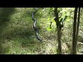 second video of a black rat snake found at the dugas cottage on big rideau lake, ontario.