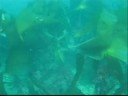 Dog Fish Near Trefor 2 Dog Fish Near Trefor 2