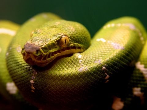 YouTube reptile video