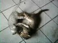 instinto felino