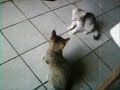 instinto felino