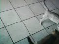 instinto felino