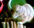 videos de Yandrak cada día más amigable