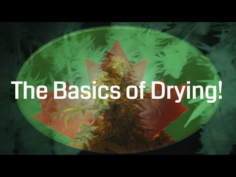 how to cure weed in jars