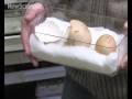 Double egg dilemma