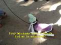 videos de Happy Yappy Show Sing-a-long