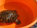 (My) tortoise