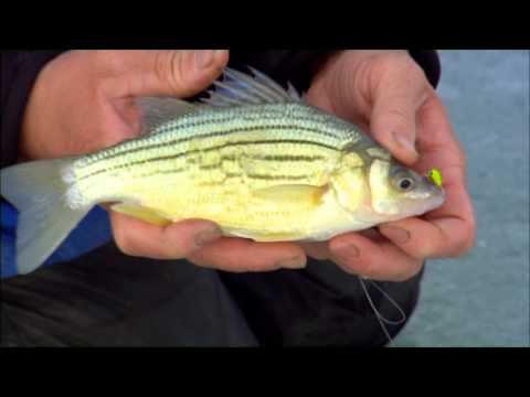 fisherman - 2012 In-Fish on Clear Lake Iowa. Doug Stange and Kevan Paul talk about selective harvest.