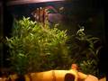 Synchronised swimming Fish