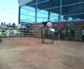 Calas de caballo en la UVM
