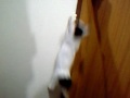 ???????????????? Jump kitten?2 ???????????????? Jump kitten?2